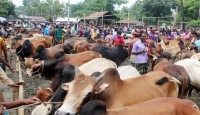 যেসব স্থানে বসবে কোরবানির পশুর হাট